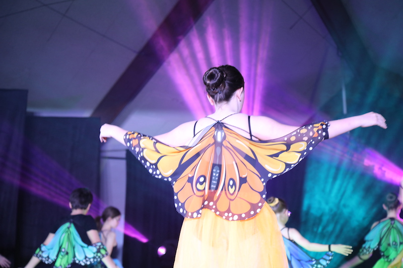 image gallerie free art 2024 papillon